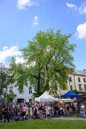 VI Dzień Hetmański - Piknik historyczny