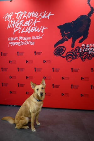 38. TNF - Dzień 6 (5.06.2024) - Suczka Nioki na tle ścianki festiwalowej w holu Marzenia