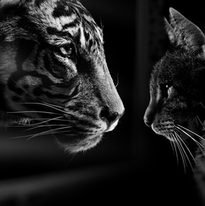 Plakat: Wystawa: Dwoistość